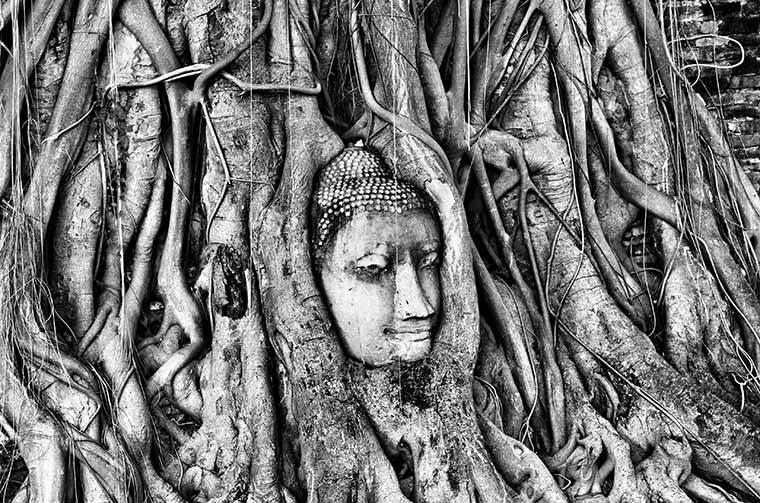 Buddhas ansikte i ett träd i Ayutthaya