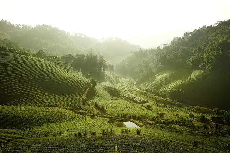 Bild på te odlingar i Chiang Rai