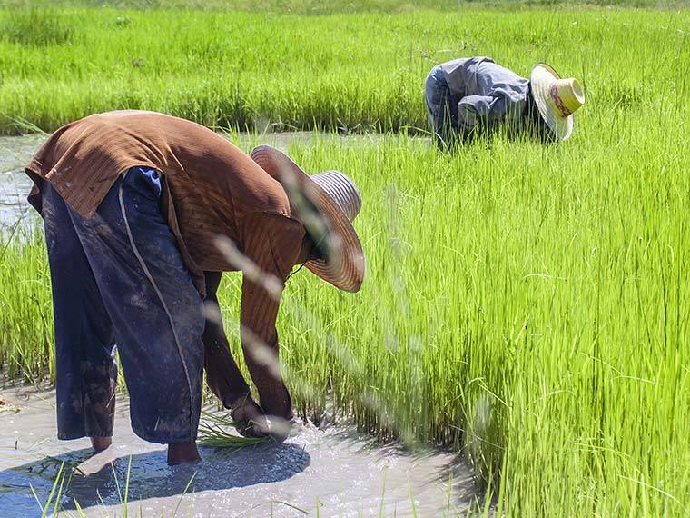 Bild på en risodling i Isaan, Thailand